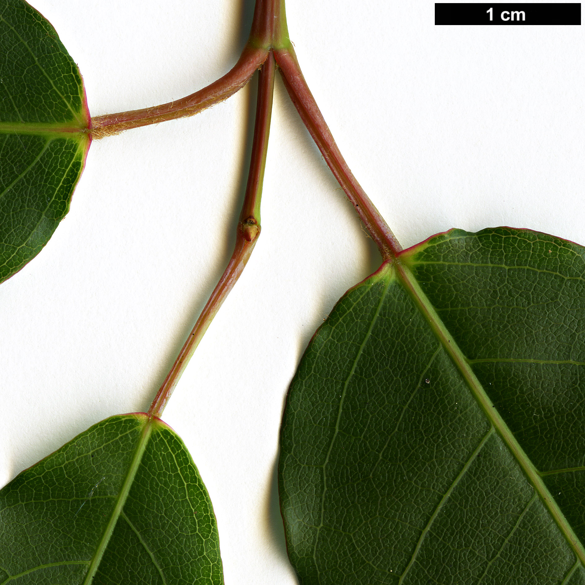 High resolution image: Family: Sapindaceae - Genus: Acer - Taxon: laevigatum - SpeciesSub: var. salweenense